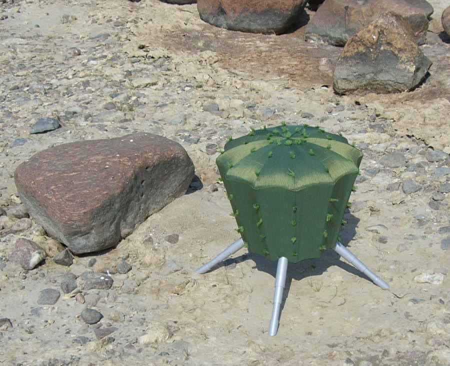 Cactus